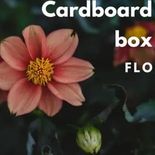 Lời bài hát Cardboard box - FLO | Cardboard box Lyrics