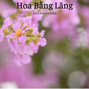 Lời bài hát Hoa Bằng Lăng - Khánh Phong | Hoa Bằng Lăng Lyrics