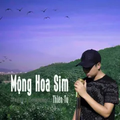 Lời bài hát Mộng Hoa Sim – Thiên Tú